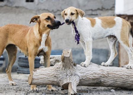 جمع‌آوری سگ‌های ولگرد در سنندج کی نتیجه می‌دهد؟