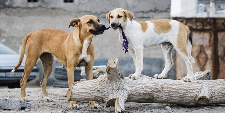جمع‌آوری سگ‌های ولگرد در سنندج کی نتیجه می‌دهد؟