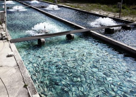تولید بالغ بر ۱۰ هزار کیلوگرم ماهی در استخرهای دومنظوره کشاورزی