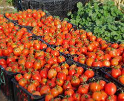 افزایش ۱۰۰ درصدی تولید گوجه فرنگی در کامیاران