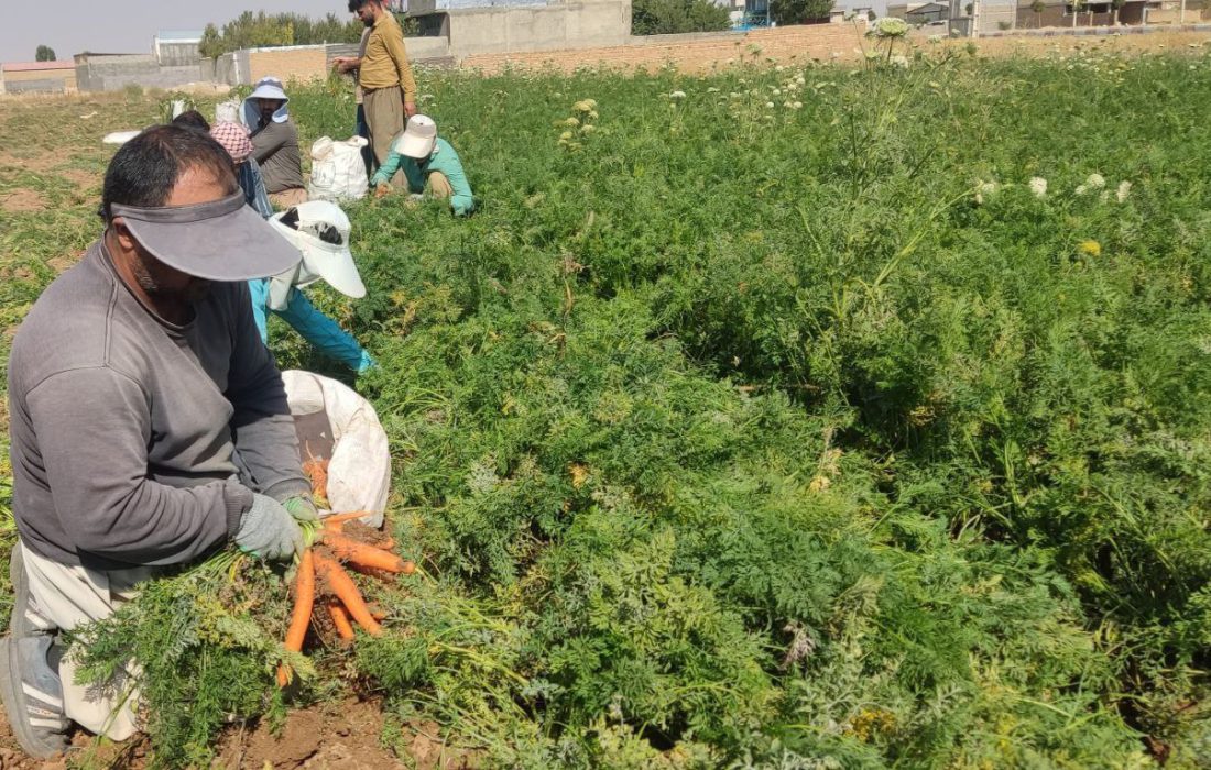برداشت ۱۸ هزار تن هویج از مزارع شهرستان دهگلان