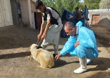 واکسیناسیون بیش از ۱۱ هزار قلاده سگ با هدف پیشگیری از بیماری هاری در کردستان