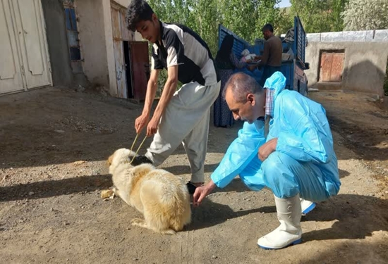 واکسیناسیون بیش از ۱۱ هزار قلاده سگ با هدف پیشگیری از بیماری هاری در کردستان