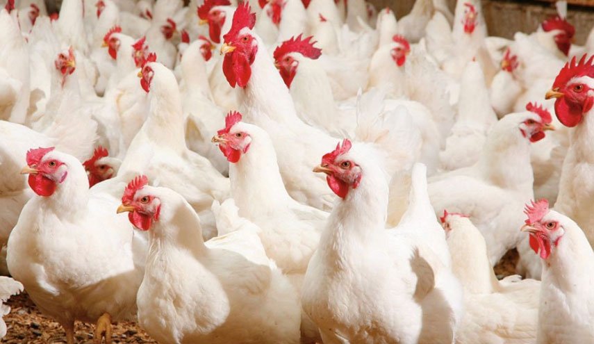 تولیدکننده و مصرف کننده هر دو گرفتار قیمت مرغ!