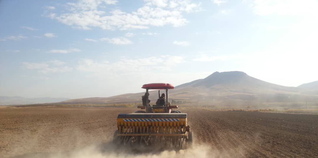 ۶۲۶ هزار هکتار از اراضی کشاورزی کردستان به زیرکشت گندم رفت