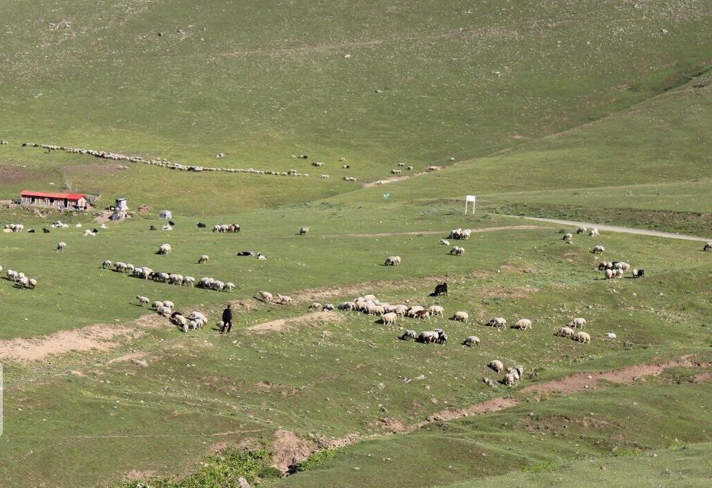 ۷۵۵ هکتار از مراتع کردستان قرق شد