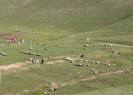 ۷۵۵ هکتار از مراتع کردستان قرق شد