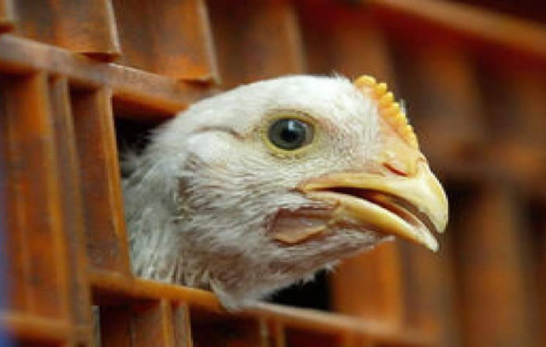 ۷۲۰ قطعه مرغ فاقد مجوز در بیجار کشف و ضبط شد