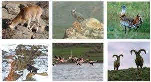 شناسایی ۲۷۰۰ گونه جانوری و گیاهی خاص در کردستان