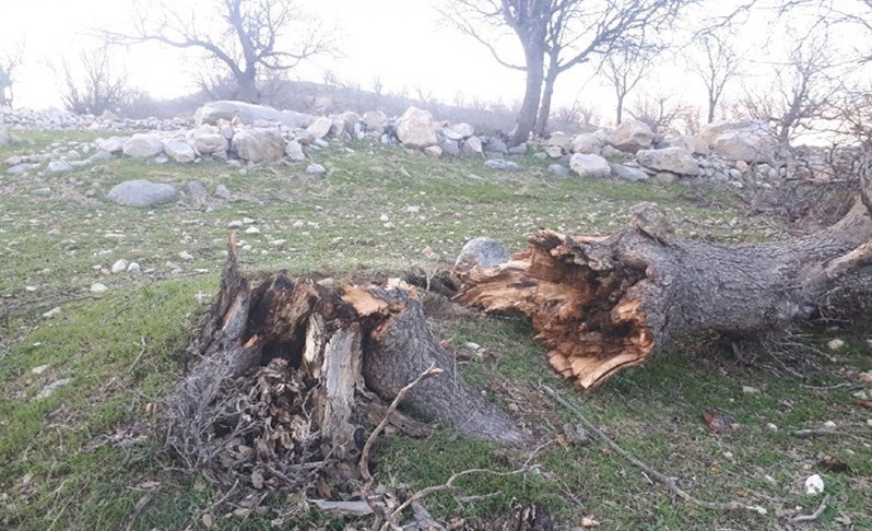 محکومیت ۱۰۰ میلیون ریال برای قاطع درخت بلوط در شهرستان کامیاران