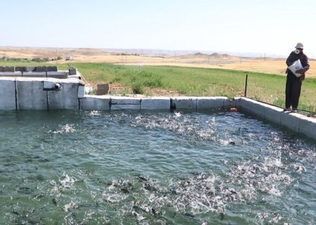۲۶۰ مزرعه پرورش ماهی قزل آلا در کردستان فعال است