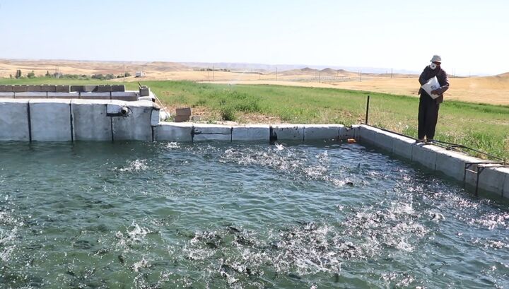 ۲۶۰ مزرعه پرورش ماهی قزل آلا در کردستان فعال است