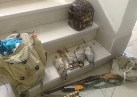 شکارچی کبک در شهرستان سروآباد دستگیر شد