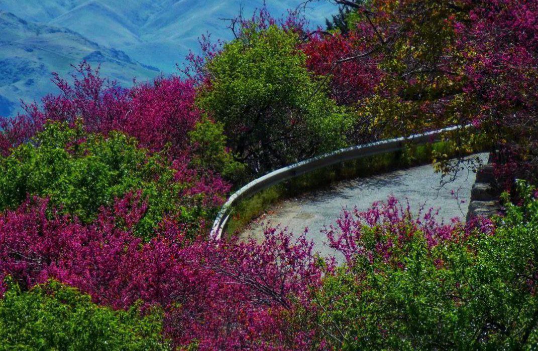 مخمل سبز طبیعت بر جامه بهاری کردستان